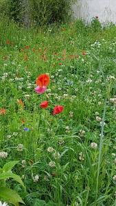 Wildflower meadows at Maison Rouge